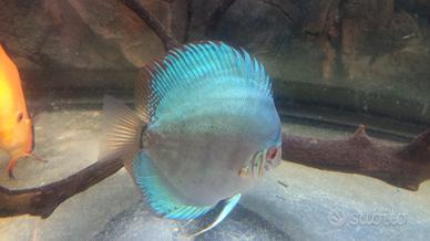 4 discus 2 blu cobalto e 2 red melon di 14 m