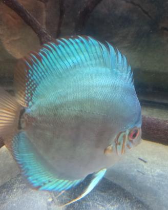 4 discus 2 blu cobalto e 2 red melon di 14 m