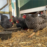 Ovaiole barred rock allevati a terra