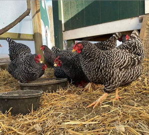Ovaiole barred rock allevati a terra