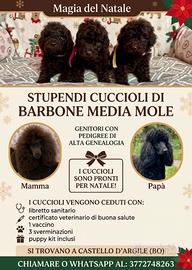 Cuccioli barbone medio