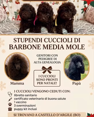 Cuccioli barbone medio