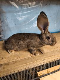 Conigli incrocio con fiandra