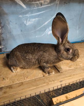 Conigli incrocio con fiandra