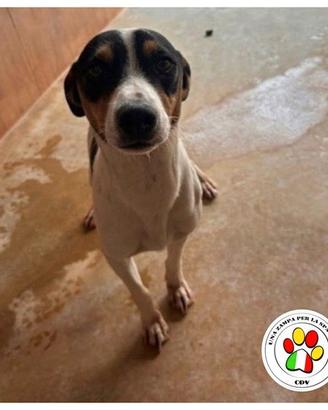 ALOKA dolcissimo Bodeguero