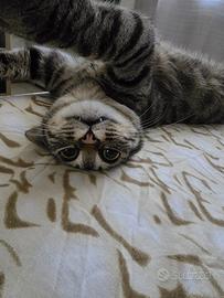 Gattina (Lola)