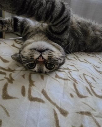 Gattina (Lola)