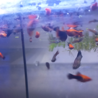 Platy mix