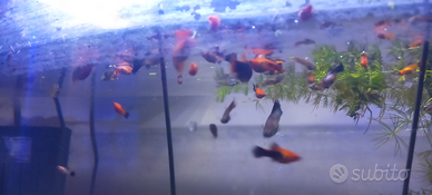 Platy mix