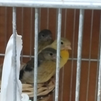 Cardinalini del venezuela