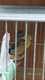 Cardinalini del venezuela