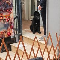 Pastore tedesco nero