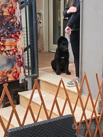 Pastore tedesco nero