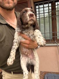 Setter inglese alta genealogia