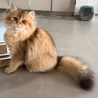 British Longhair con pedigree