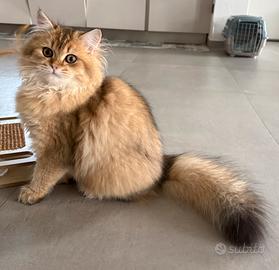 British Longhair con pedigree