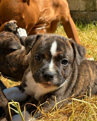 Cuccioli Staffordshire Bull Terrier - Staffy