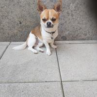 Chiuaua maschio disponibile per monta