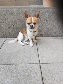 Chiuaua maschio disponibile per monta