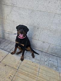 Rottweiler femmina