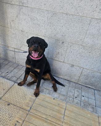 Rottweiler femmina