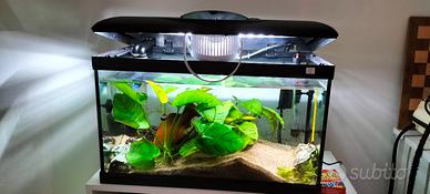 acquario 