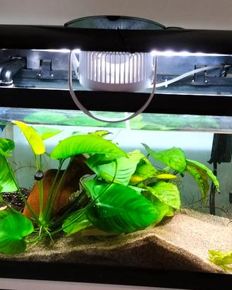 acquario 