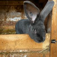 Gigante delle Fiandre Blu