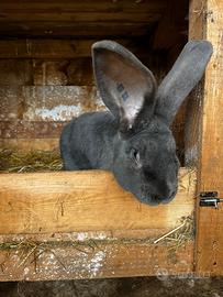 Gigante delle Fiandre Blu