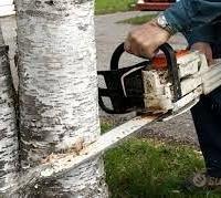 Taglia ribaltament albero giardin Peschiera attorn