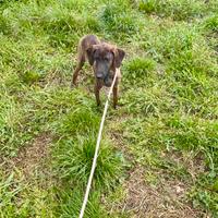 Segugio maremmano maschio