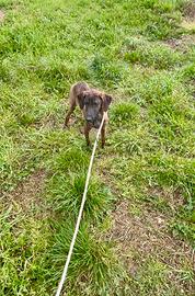 Segugio maremmano maschio