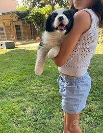 Border collie con pedigree maschietti