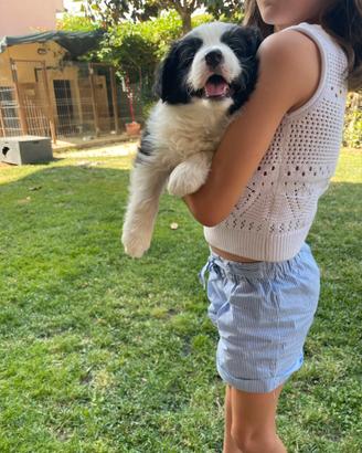 Border collie con pedigree maschietti