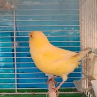 Canarini maschi e femmine