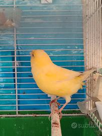 Canarini maschi e femmine