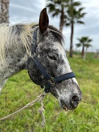 Cavallo appaloosa