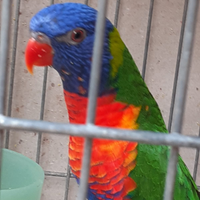 Lory arcobaleno