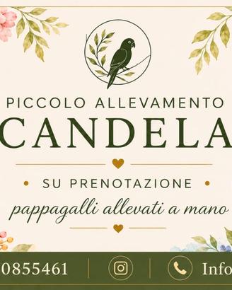 Pappagalli