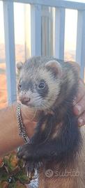 Furetto