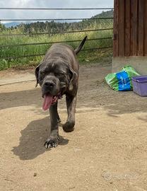 Cane corso