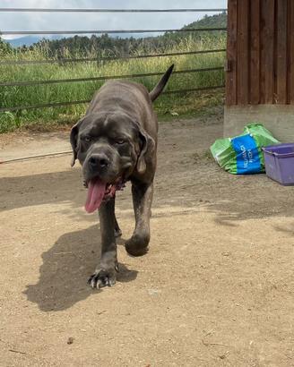 Cane corso