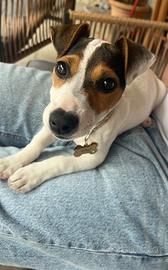 Cane jack Russell terrier