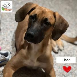 THOR in adozione mix segugio rhodesian