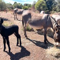 Asina Asino Sardo - docile, sana, con documenti