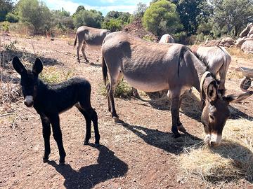 Asina Asino Sardo - docile, sana, con documenti