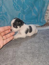 Chihuahua femmine pedigree Enci