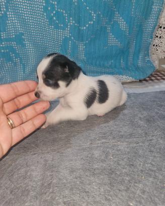 Chihuahua femmine pedigree Enci