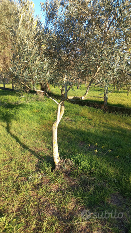 Terreno a mezzadria