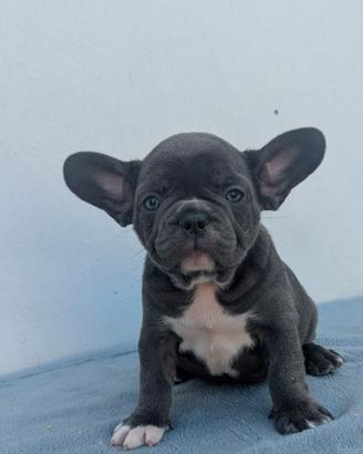 Bulldog francesi merle e blu